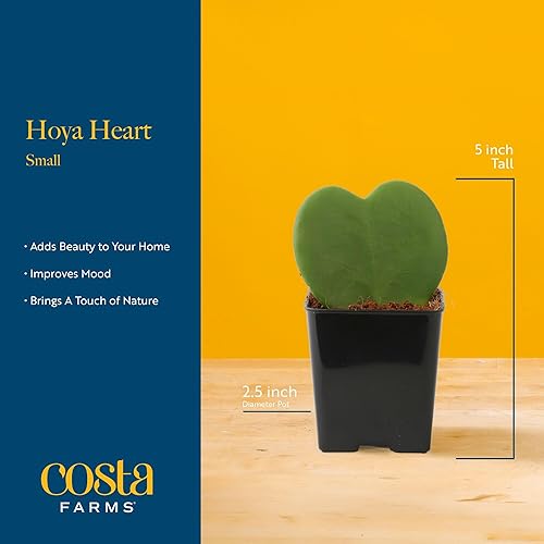 Miniatura 4 de Costa Farms Hoya - Planta viva de corazón, planta de interior similar a una suculenta maceta decorativa de amor, tierra para macetas, decoración de