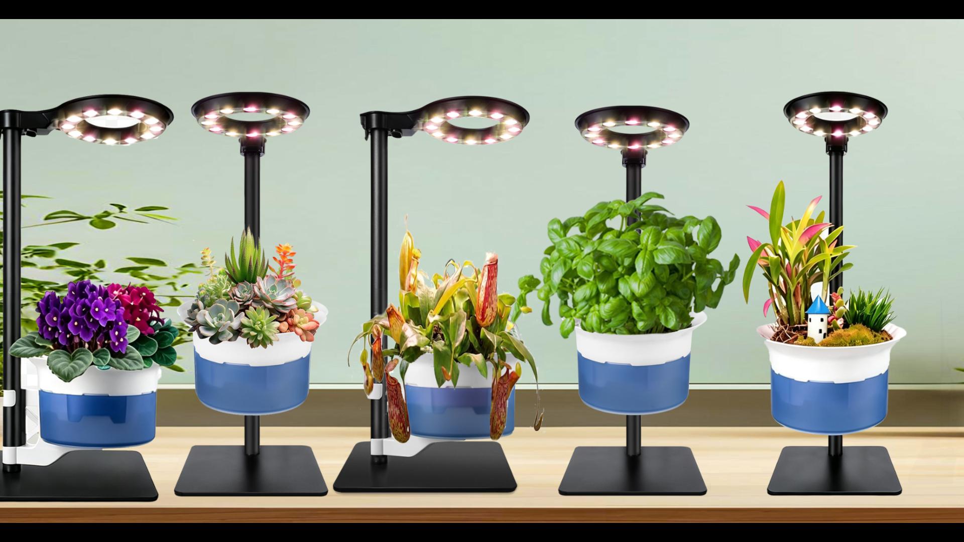 Amazon.com: Large Venus Fly Trap Terrarium Pot with Plant Grow