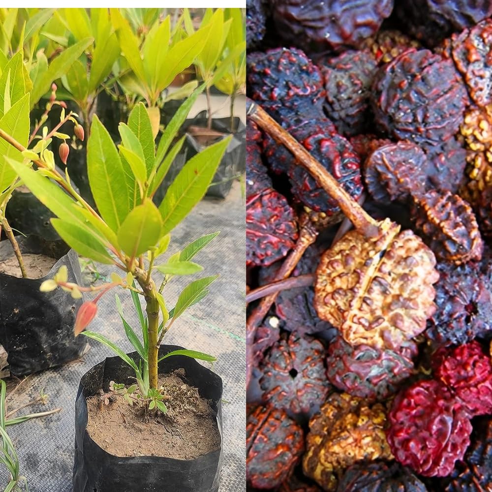 Eroanvia Rudraksha Plant Original Nepal Vaiety (Height 1-2 Feet) Rudraksha Plant Healthy Hybrid Healthy Tree (pack Of 1) Live Medicinal Plants For Home Garden