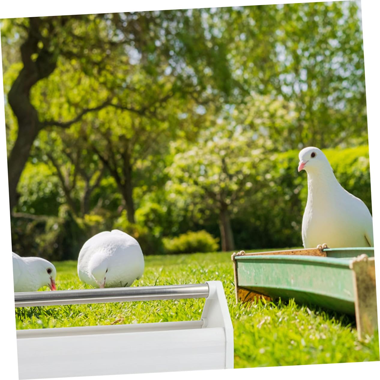 UKCOCO Mangeoire pour Pigeons et Calopsittes Solide en Plastique et Acier Inoxydable, Lot de 2 Pièces 40 Cm, Alimentation Pratique pour Volière, Adaptée aux Petits Oiseaux de Compagnie