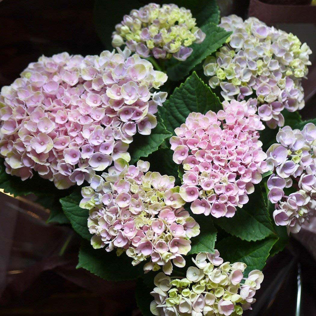 ☆hydrangea☆さま 専用です Amazon.co.jp: Sakamoto Gardening Master Hydrangea Mother's