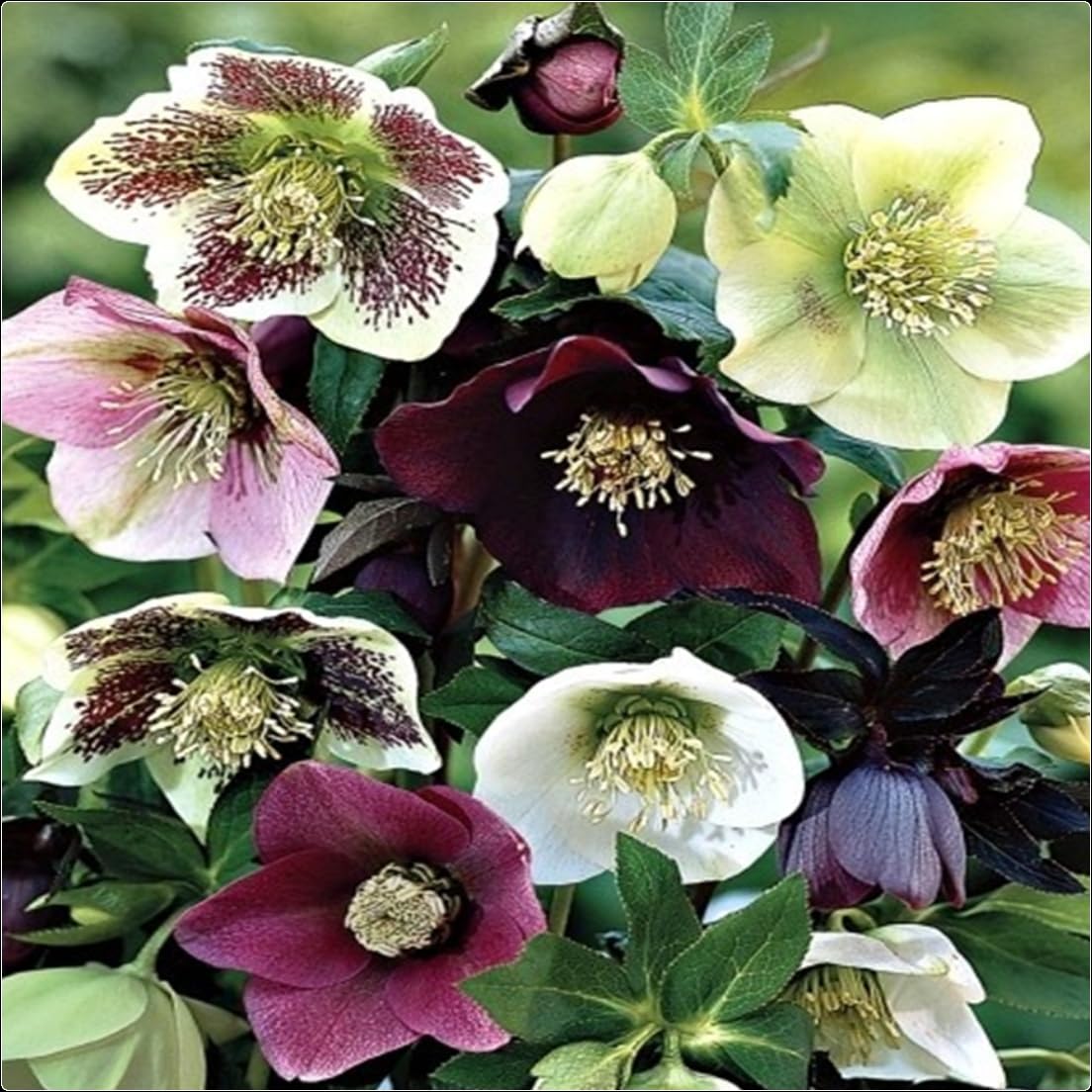 Hellebore Helleborus 'Mixed' Plug Plants x 5 Hardy Perennial