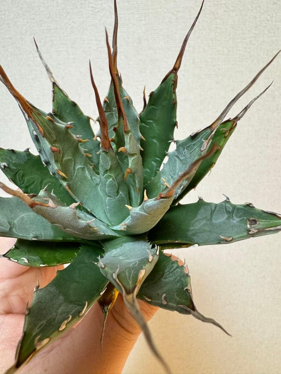 アガベ　エボリスピナ　鉢のまま発送　妖炎 妖炎×八荒雷神 (utahensis var. eborispina x （potatorum