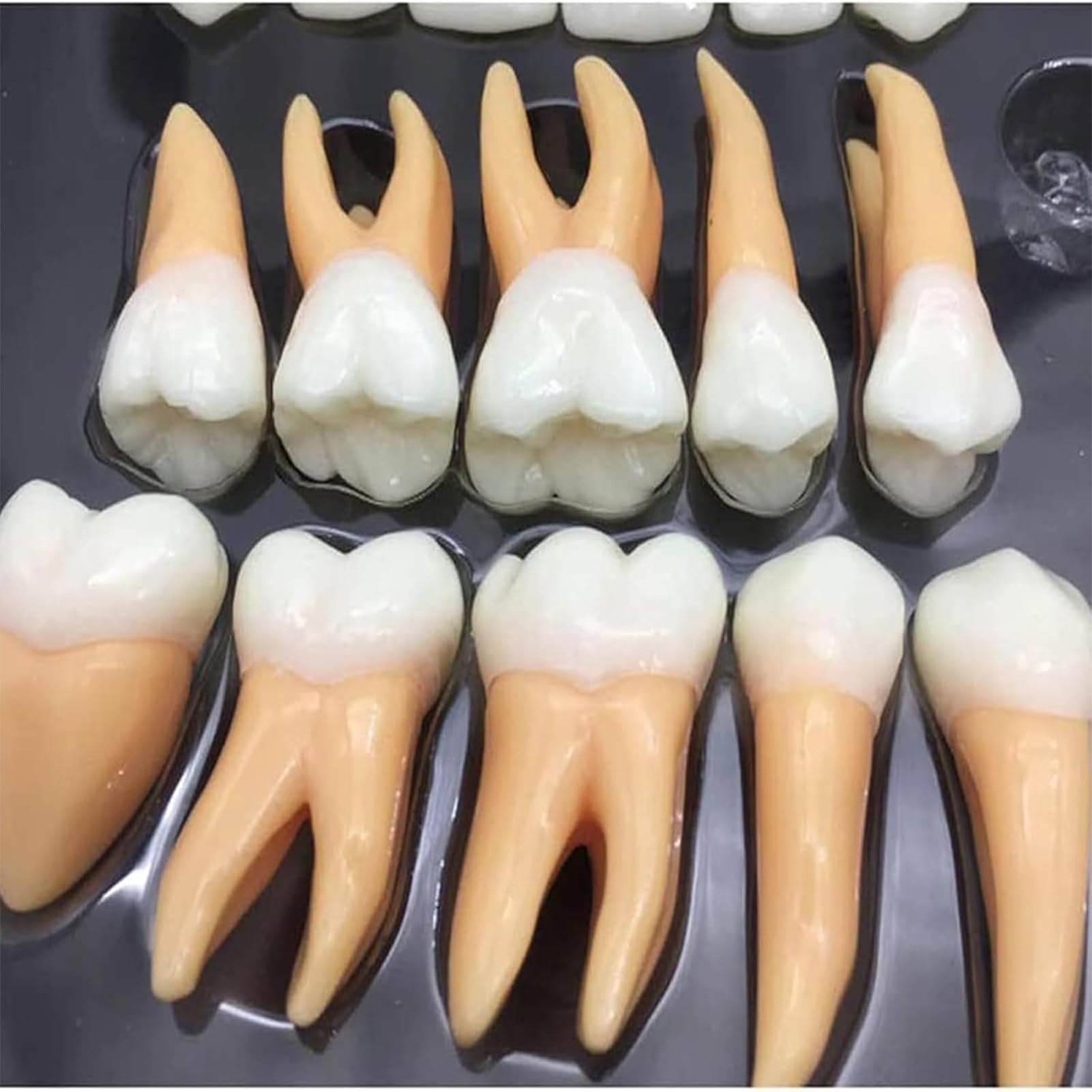 Zestaw modeli zębów dentystycznych, 32 szt., powiększone narzędzia edukacyjne dla studentów, nauczycieli, lekarzy, dentystów, z etui do przechowywania, idealne do nauki i nauczania anatomii