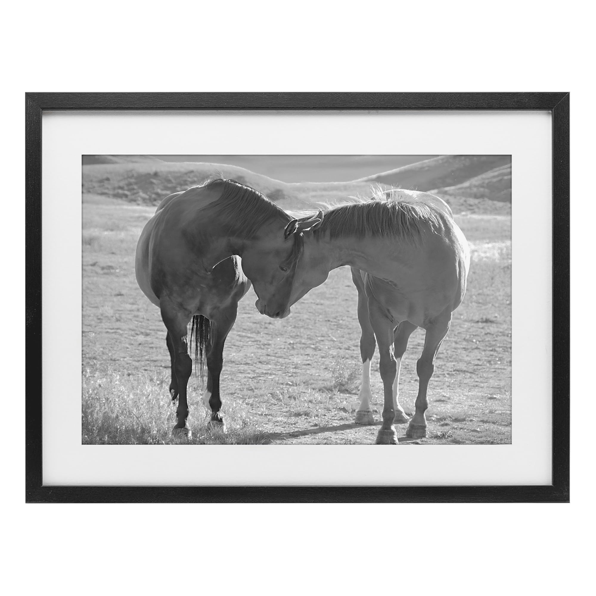 Stupell Industries 'Sweet Nothings Bond Between Horses', Framed Print Under Glass, Black, 20 x 14 Inches, Easy to Hang and Sturdy, Made in USA, by Steve Toole