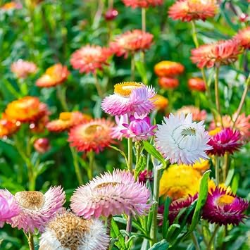 Strawflower- Tom Thumb Mix- 200 Seeds by OrginBud
