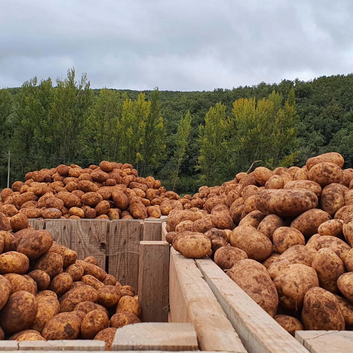 PATATAS VALLUCAS, Patata de Valderredible Agria 100% Local y Sostenible, Ideal para Freír y Cocinar, Caja Fresca de 10 kg