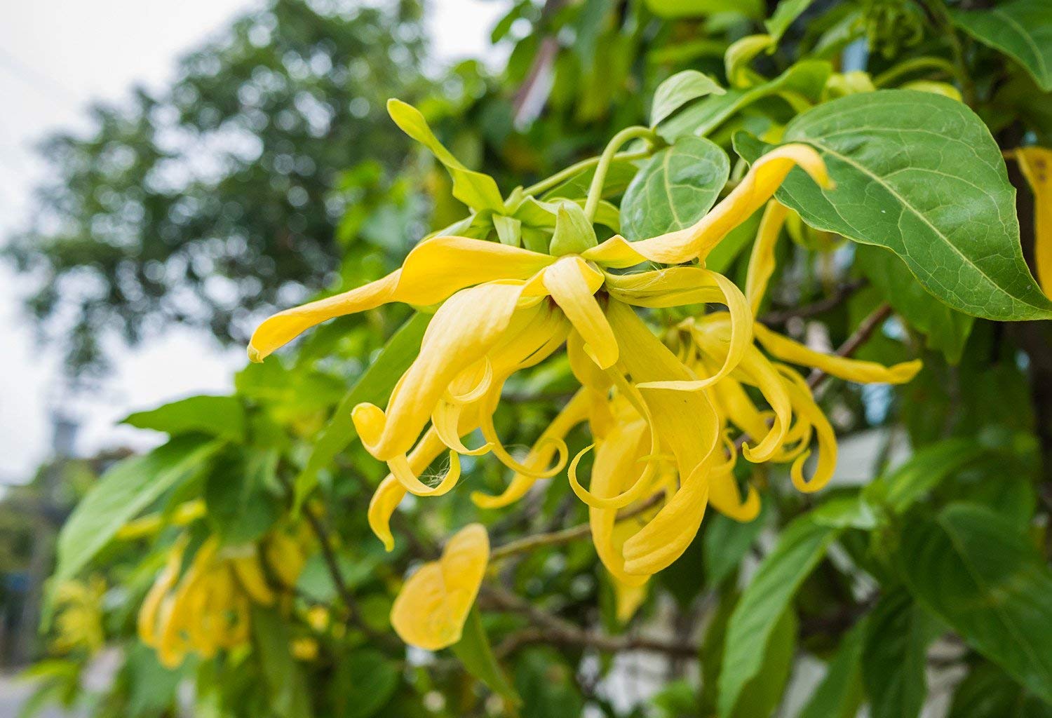 Aiden Gardens Cananga odorata Ylang-ylang, cananga tree Langi langi 1 healthy Live plant (B09BFWTXP9) Amazon Price History, Amazon Price Tracker
