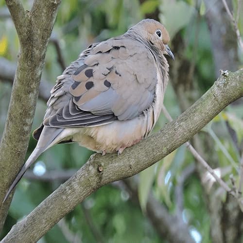 Mourning Dove Coo Call Sound