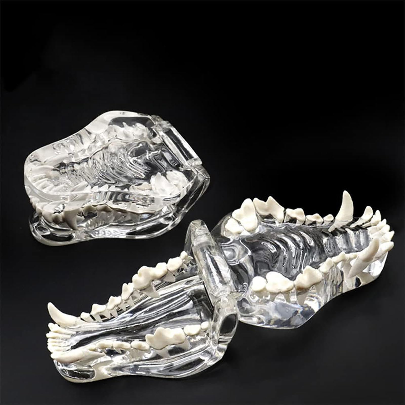 Modelo De Pino Canino Transparente con Dientes, Modelo De Pino para Anatomía Y Patología Felina para Formación Veterinaria, Ideal para Clínicas Dentales.