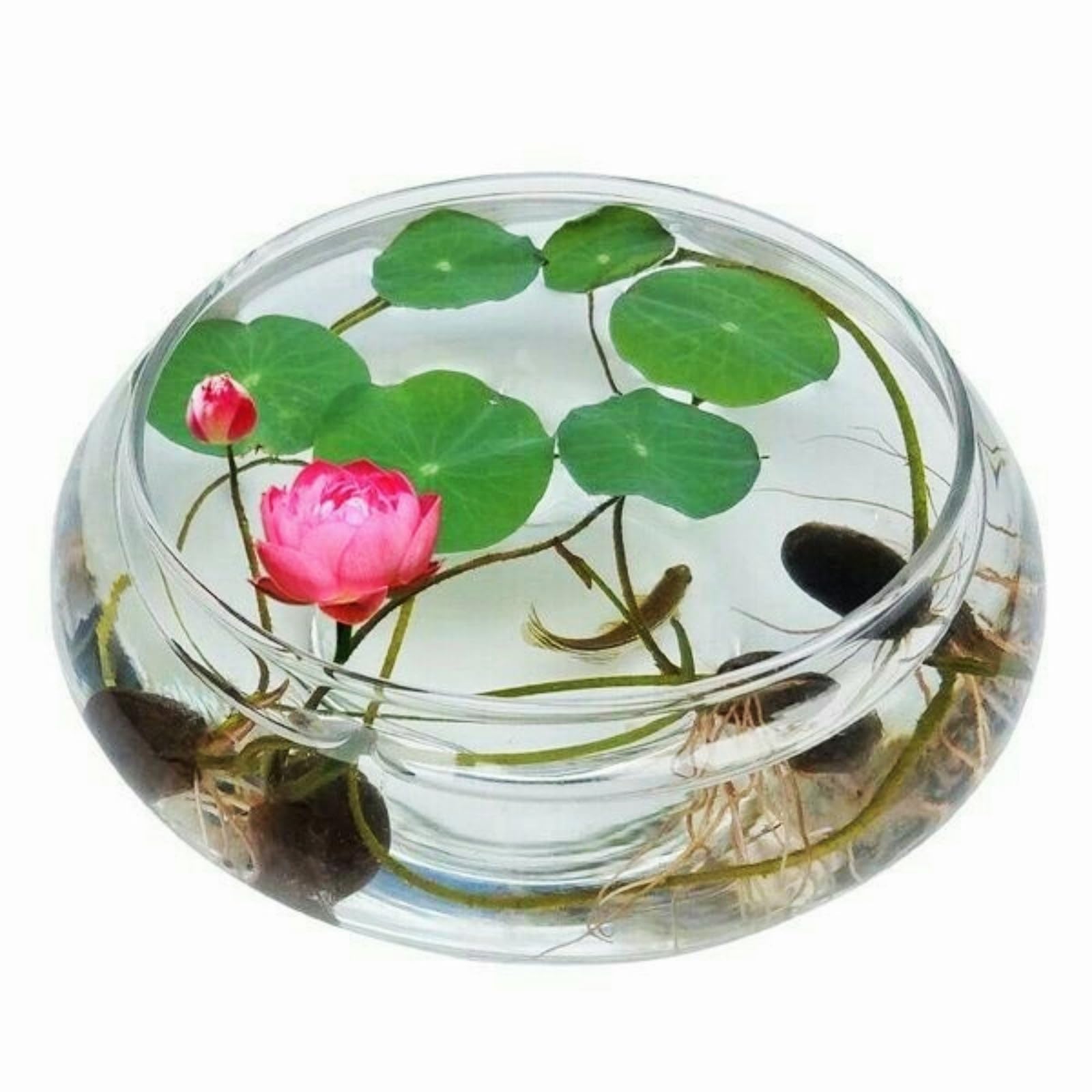 Sfuso Water Lily,Piante perenni,Water Lily pianta vera,resistenti al freddo,Tagliare,Adatto per piante da giardino(non artificiali)-30 Semi-C