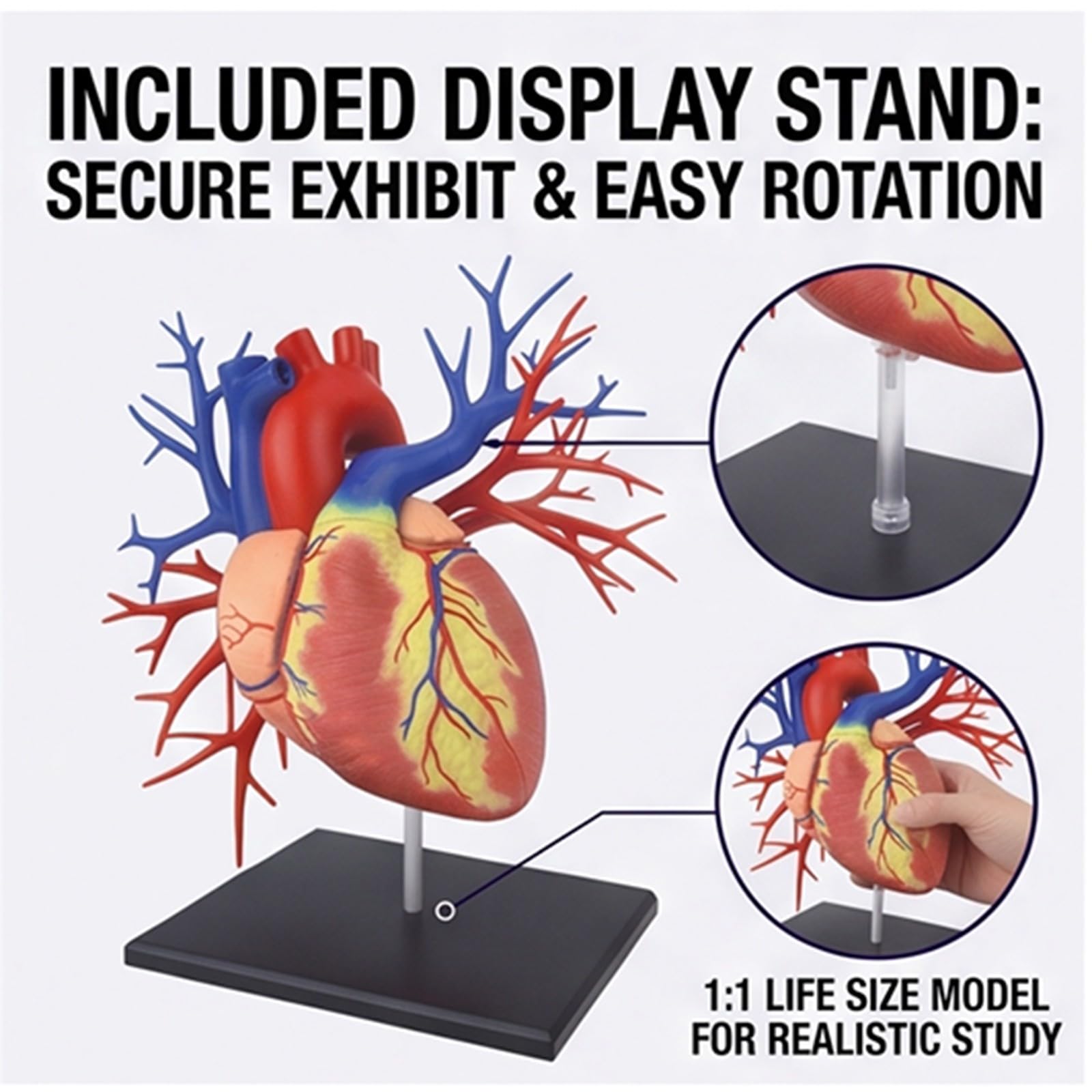 Modello cuore 4D 1:1 vasi arteriosi e venosi | Modello cardiaco smontabile anatomicamente preciso con base e scatola colorata, strumento didattico per studio di cardiologia