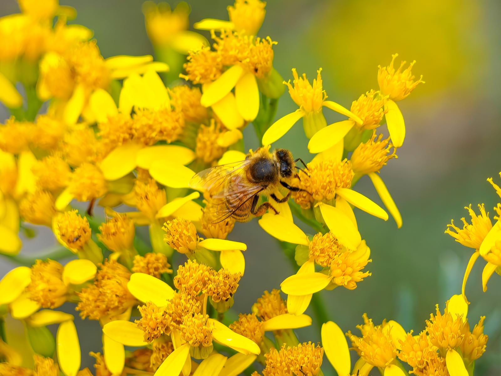 Insektenhotel & Igelhaus - Wetterfest - Arche Noah – riesiger, beidseitig offener Nistkasten MKW Nr. 2 - Insektenhaus aus massivem Laub- und Nadelholz - für Wildbienen, Marienkäfer & Schmetterlinge