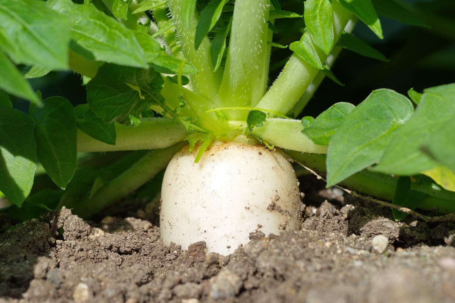 Semi Di Ravanello Bio 1 Kg - Acquista Ora | KoRo - Foto 4