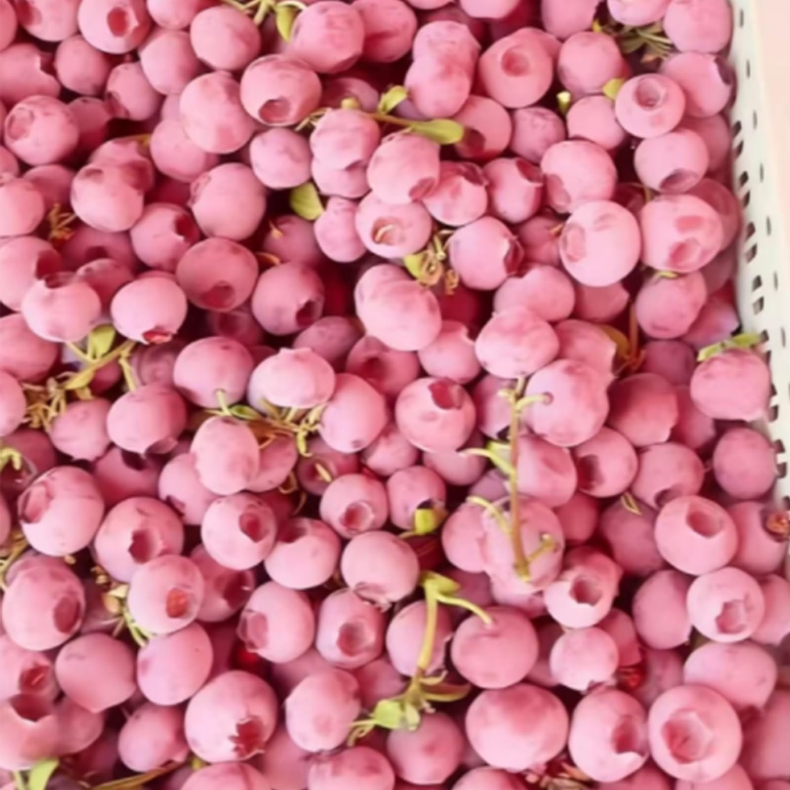 500/1000 Premium Pink Blueberry Seeds, Fruit Plant Seeds for Home Garden Growing and Edible Landscape Design All Seasons, Edible Berry Plant with Planting Instructions (500,A) - 4