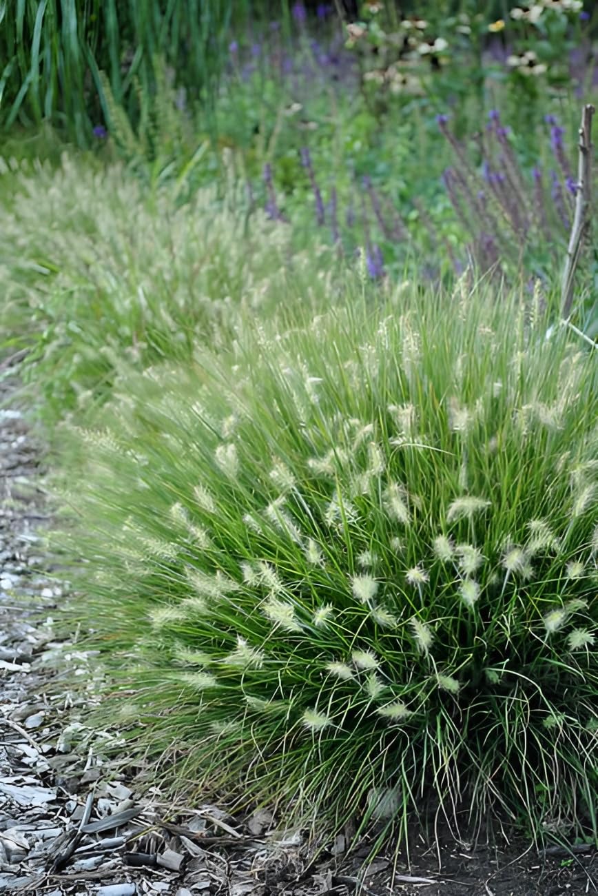 Stauden Gänge 10 x Pennisetum alopecuroides 'Little Bunny' winterhart | Niedriges Ziergras für Sonne, Blüte August bis Oktober, mehrjährig, 1 L Topf (11x11 cm)