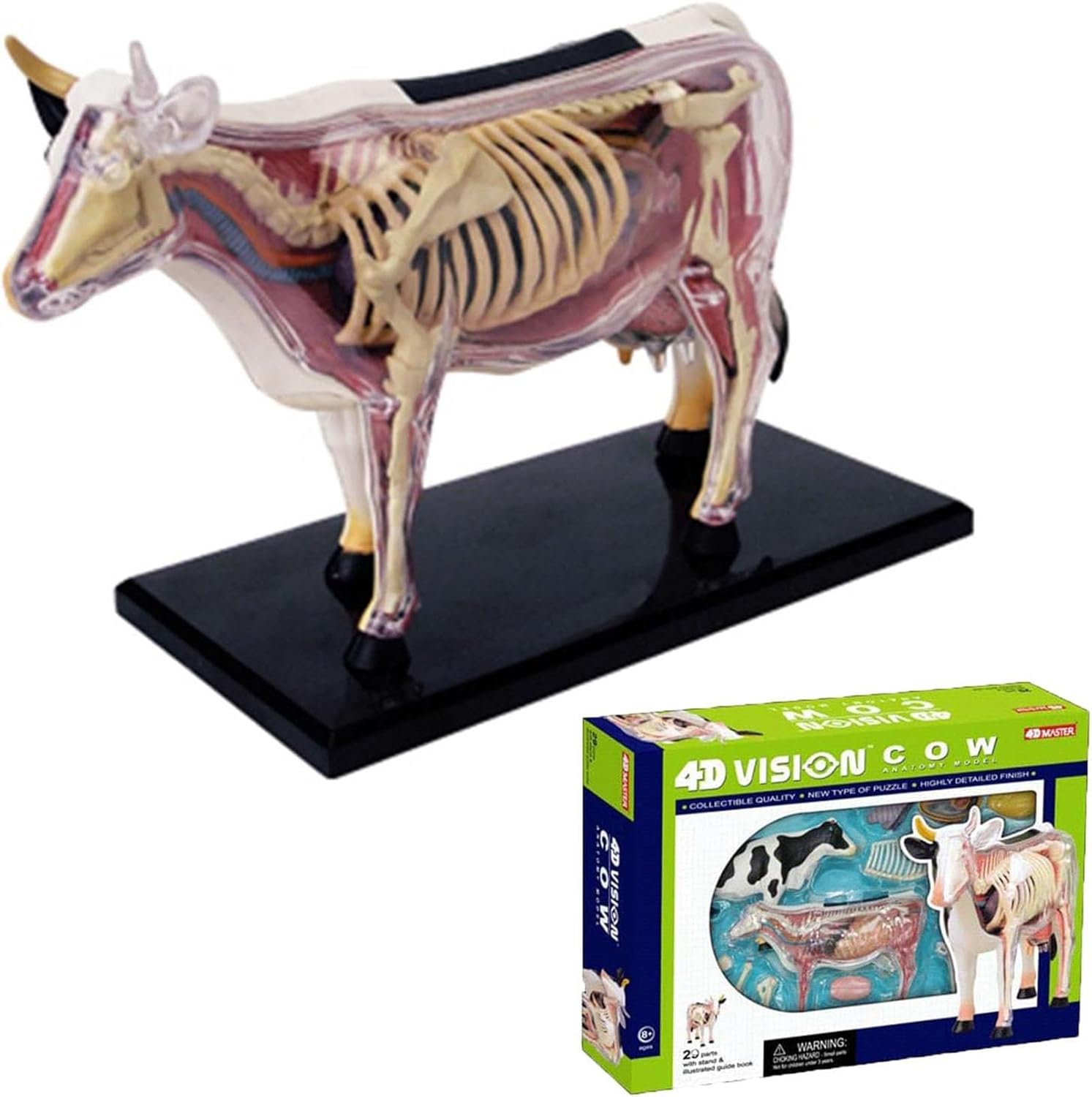 4D Cow Anatomy Model-Detachable Biology, 29 Parts Animal Skeleton Specimen for Pet Clinic Veterinary TrainingSchool Teaching Demonstration