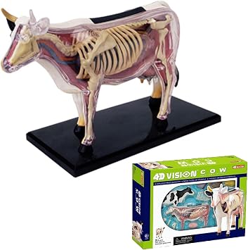 4D Cow Anatomy Model-Detachable Biology, 29 Parts Animal Skeleton Specimen for Pet Clinic Veterinary TrainingSchool Teaching Demonstration