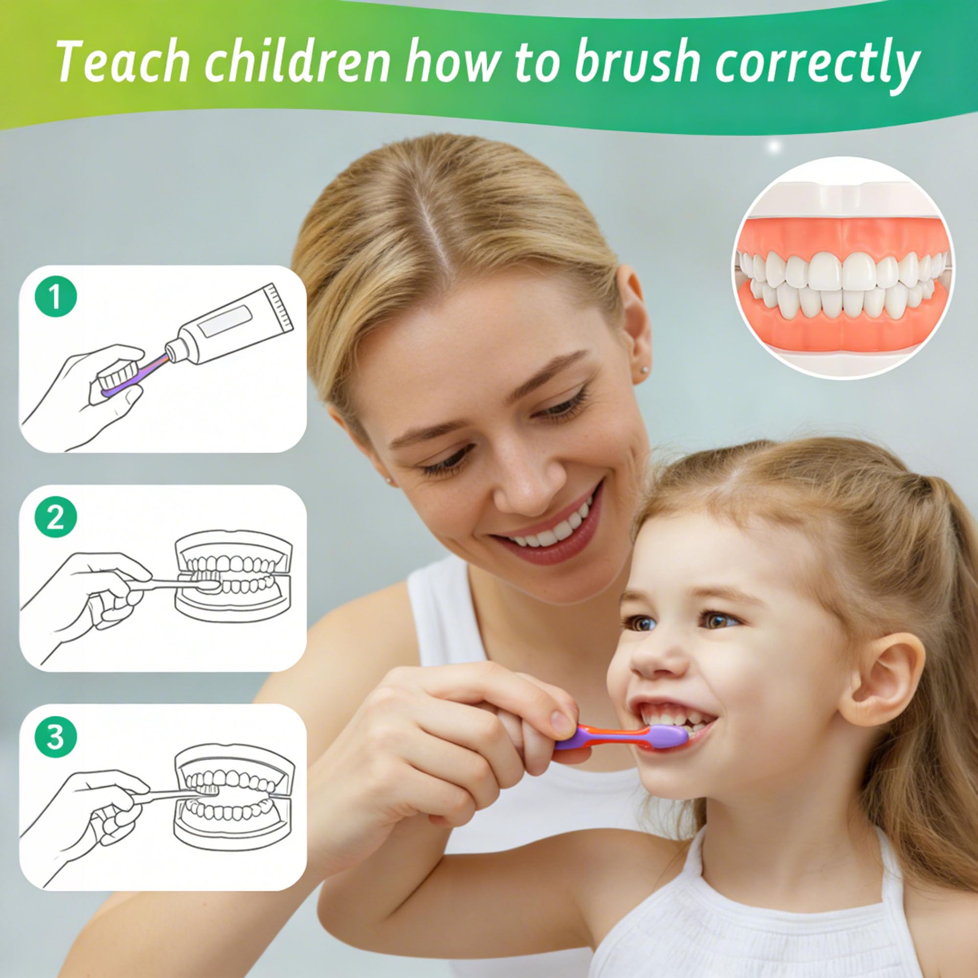 Dentaire Modèle Standard, Modèle de dents standard, Modèle de dents standard pour enseignement dentaire Outil de démonstration, Modèle de brossage dentaire standard pour enfants