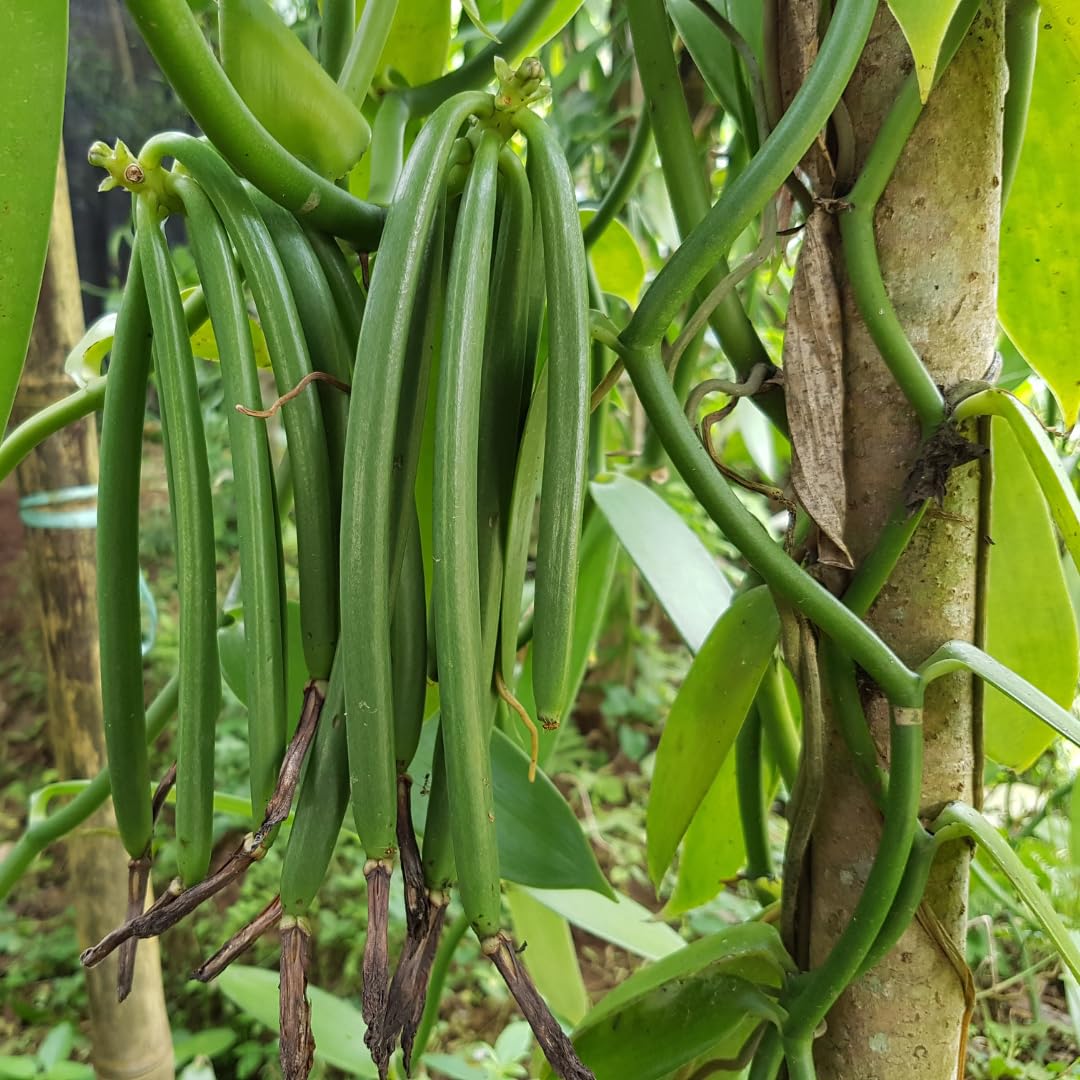 Vanilla Plant (Vanilla planifolia, Hybrid) Exotic 2 Live Spice Plants