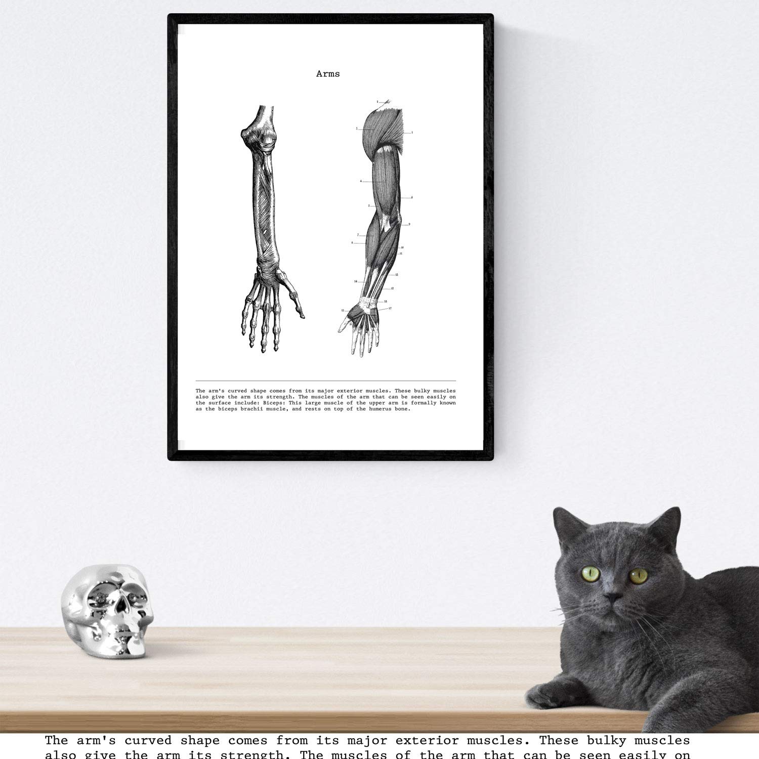 Anatomie Poster A3 - Vintage Gehirn, Muskeln & Knochen Illustration Für Medizin & Biologie