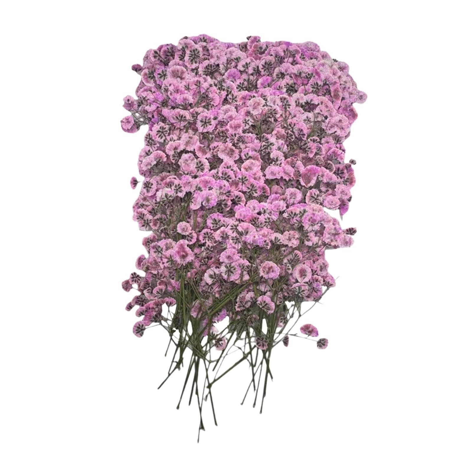 WJIAYAO dried gypsophila flowers 100pcs Bulk Dried Gypsophila Flowers for Pressing Craft Diy Materials for Bookmarks(Color9)