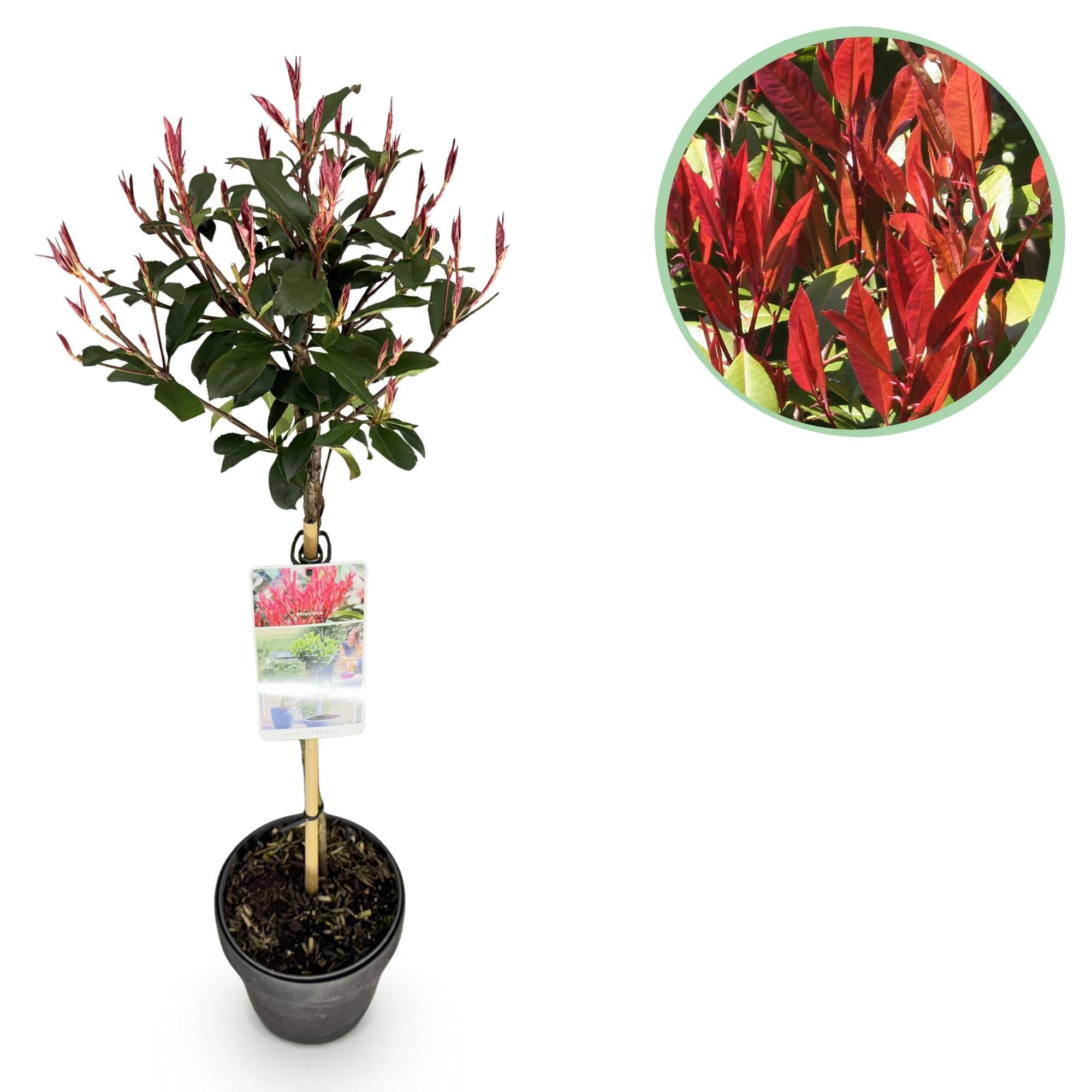 GreenboutiQ - Plante sur tige - Photinia fraseri Carre Rouge - Plante de terrasse - Persistante - Résistante au gel - Feuillage vert-rouge - Pot 19cm Hauteur 90cm