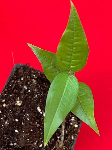 Miniatura 6 de Almacén de EE. UU., planta viva (no semilla ni bulbo), planta blanca Jaboticaba Plinia Aureana de hoja grande de árbol frutal de uva brasileña