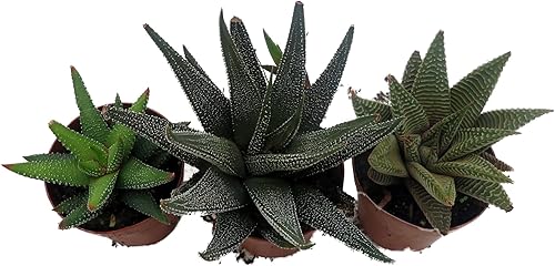Miniatura 4 de Super Sale - Colección Haworthia 3 Plantas - Maceta de 2"