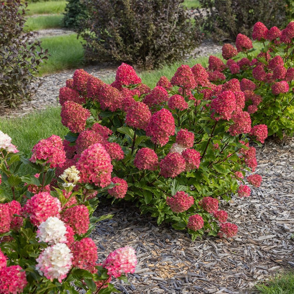2 Gal. First Editions Spring Sizzle Hydrangea Shrub
