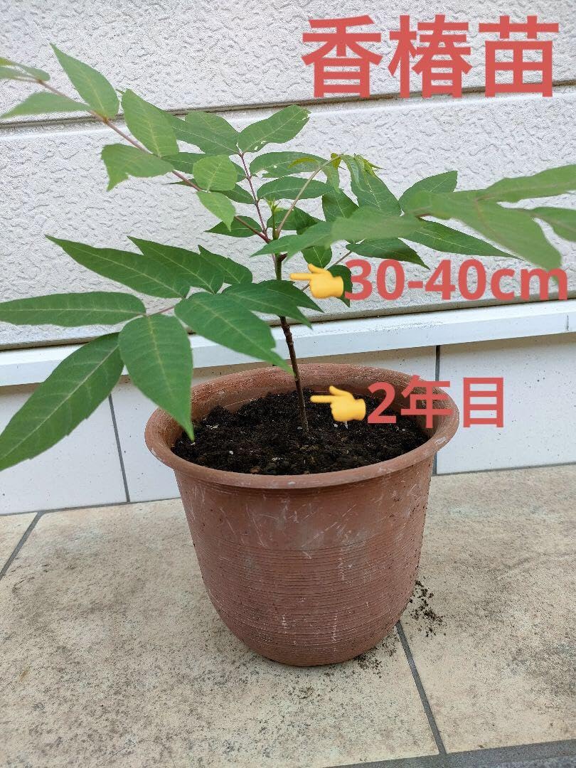 Agave Titanota 清櫻 LIZE産 子株 抜き苗 セオ lize産 アガベ 清櫻