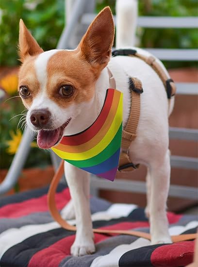 dog pride clothes
