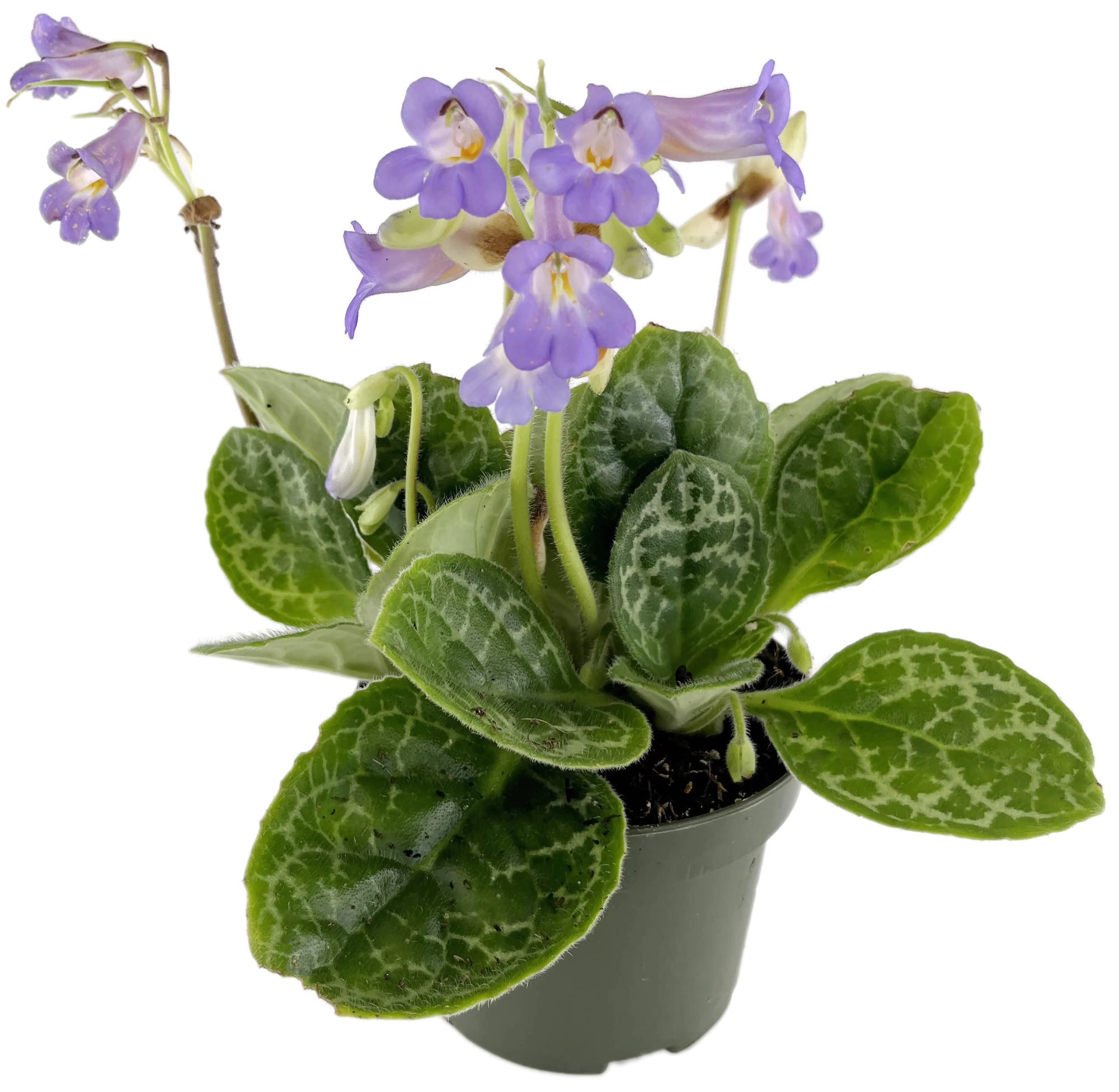 Fangblatt - Streptocarpus 'Pretty Turtle' - exotische Drehfrucht  12 cm  Topf - Zimmerpflanze mit Schildkrtenmuster : Amazon.de: Garten