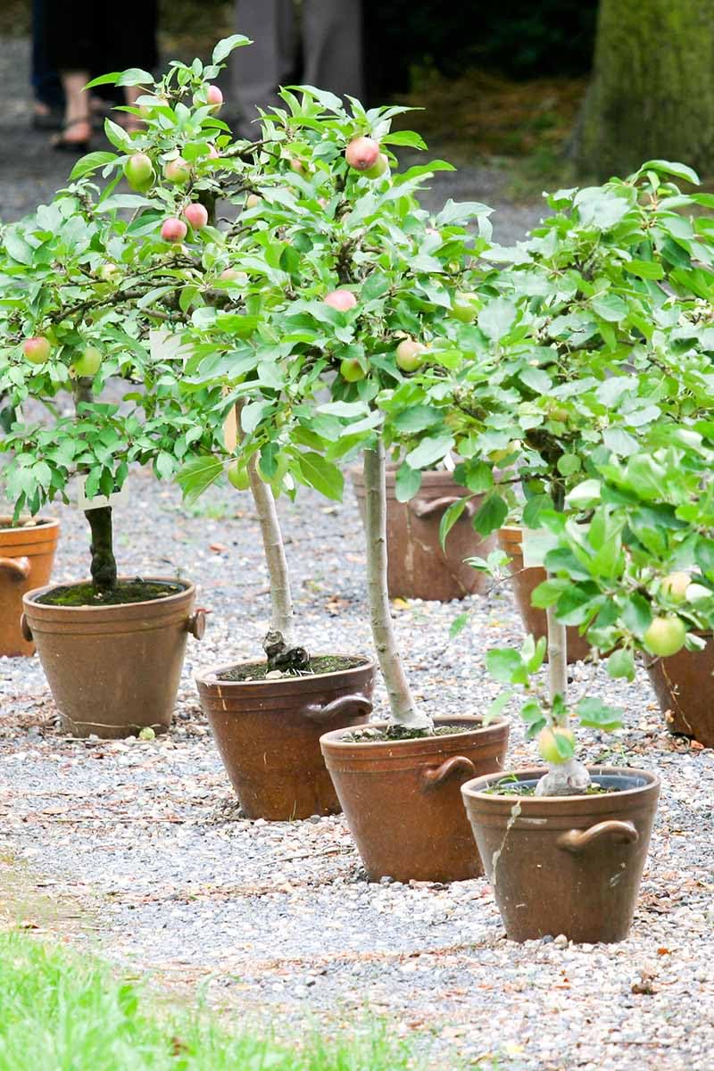 Apple live plant hybrid grafted hot climate (Pack of 1) (B0CVXQYCD4) Amazon Price History, Amazon Price Tracker