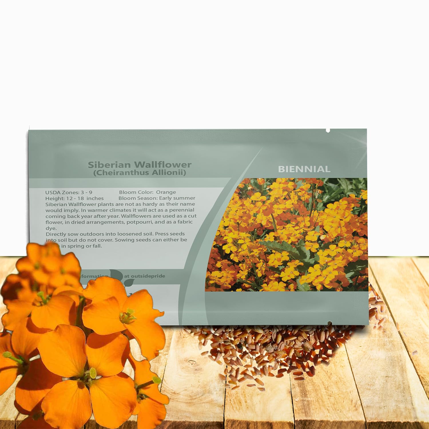 Amazon.com : Outsidepride Siberian WallFlower Seeds - 5000