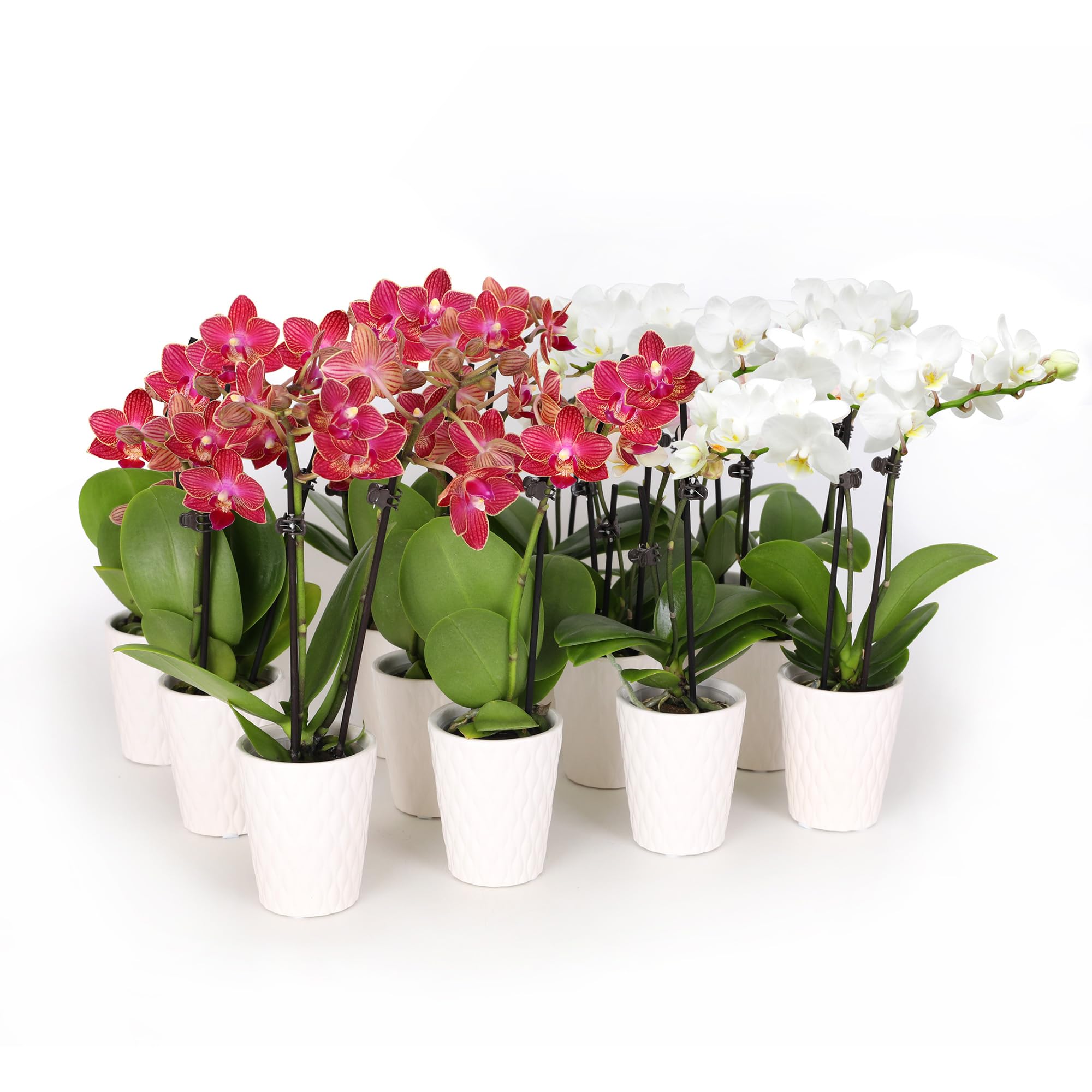 Plants & Blooms Shop Just Add Ice SA5142 Mini Live Red and White Orchids in White Ceramic - 12 Pack, Holiday Party Favors, Home and Office Christmas Decor, 2.5" Diamter, 6" Tall