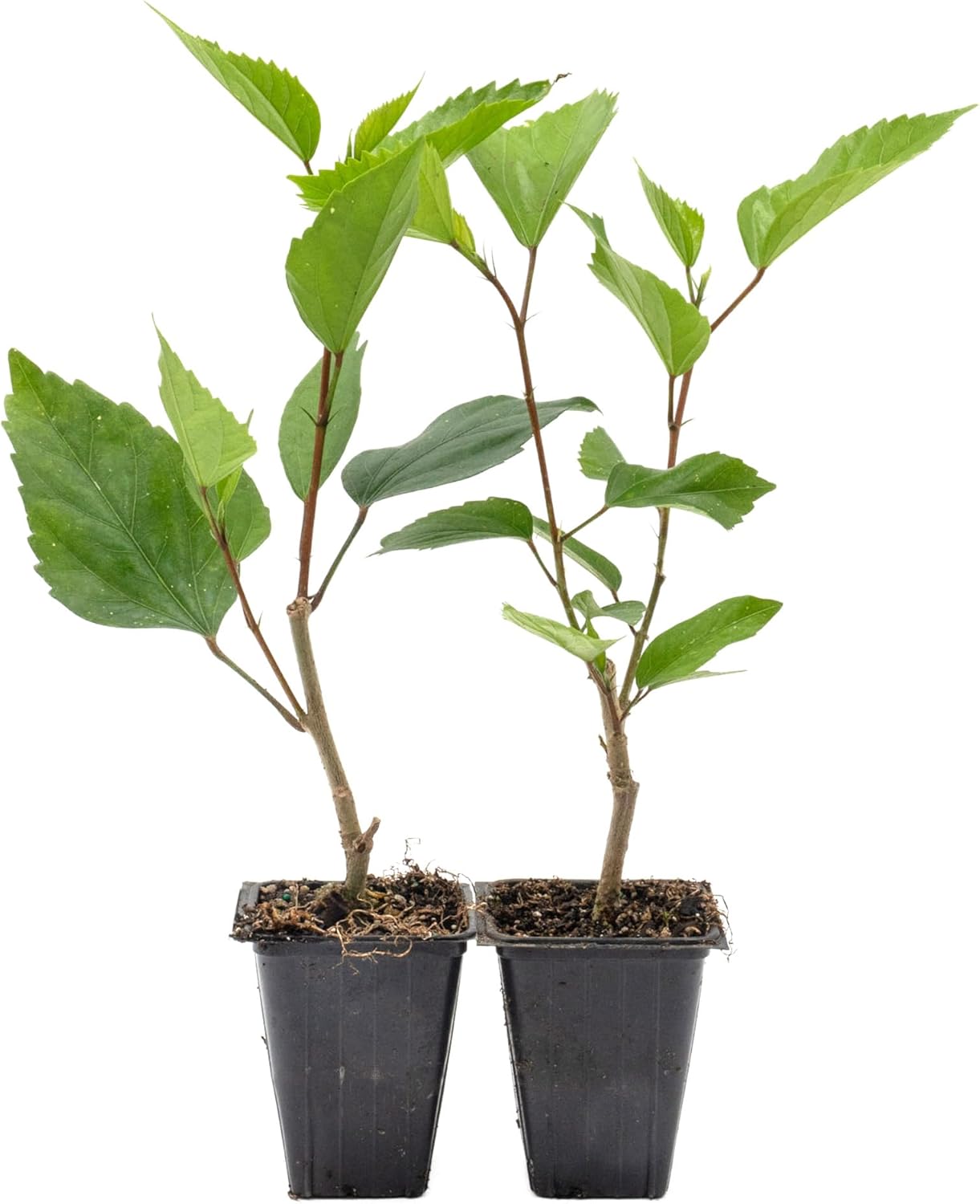 2 Brilliant Hibiscus in 3.5" Nursery Cubes | Hibiscus rosa-sinensis ‘Brilliant’ | Tropical Red Flowering Shrub for Containers, Patios & Gardens | Ready-to-Plant Live Starters