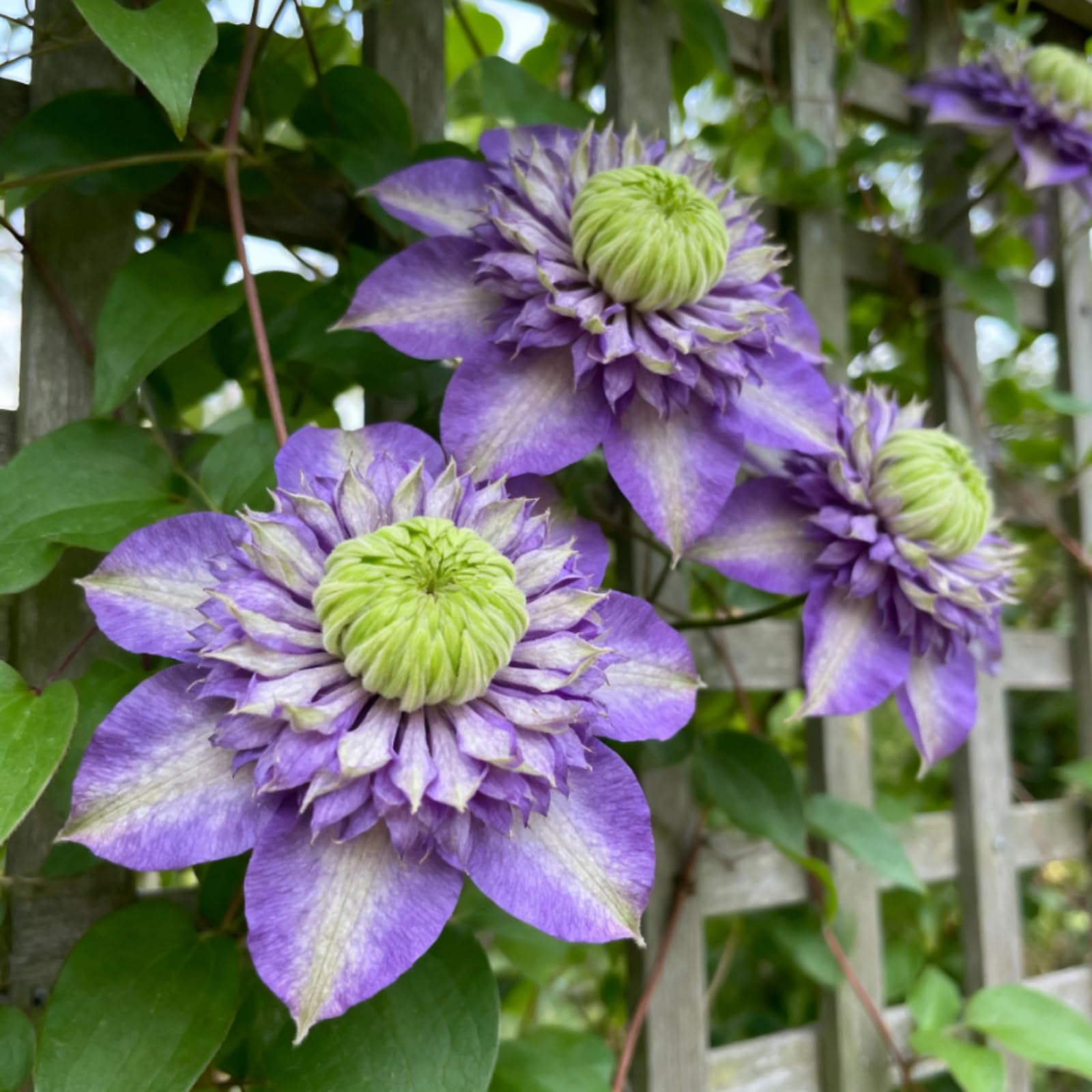 Hardy Perennial Clematis Roots, Vigorous Climbing Growth, Ideal for Trellis Fence & Wall Display-6 Bulbs-A