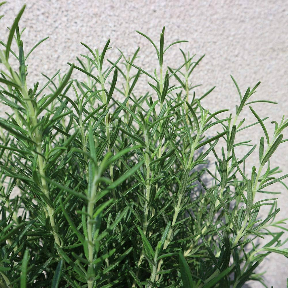 Amazon.co.jp: ITANSE ローズマリー マリンブルーの大苗【品種で Amazon.co.jp: ITANSE ローズマリー マリンブルーの大苗【品種で