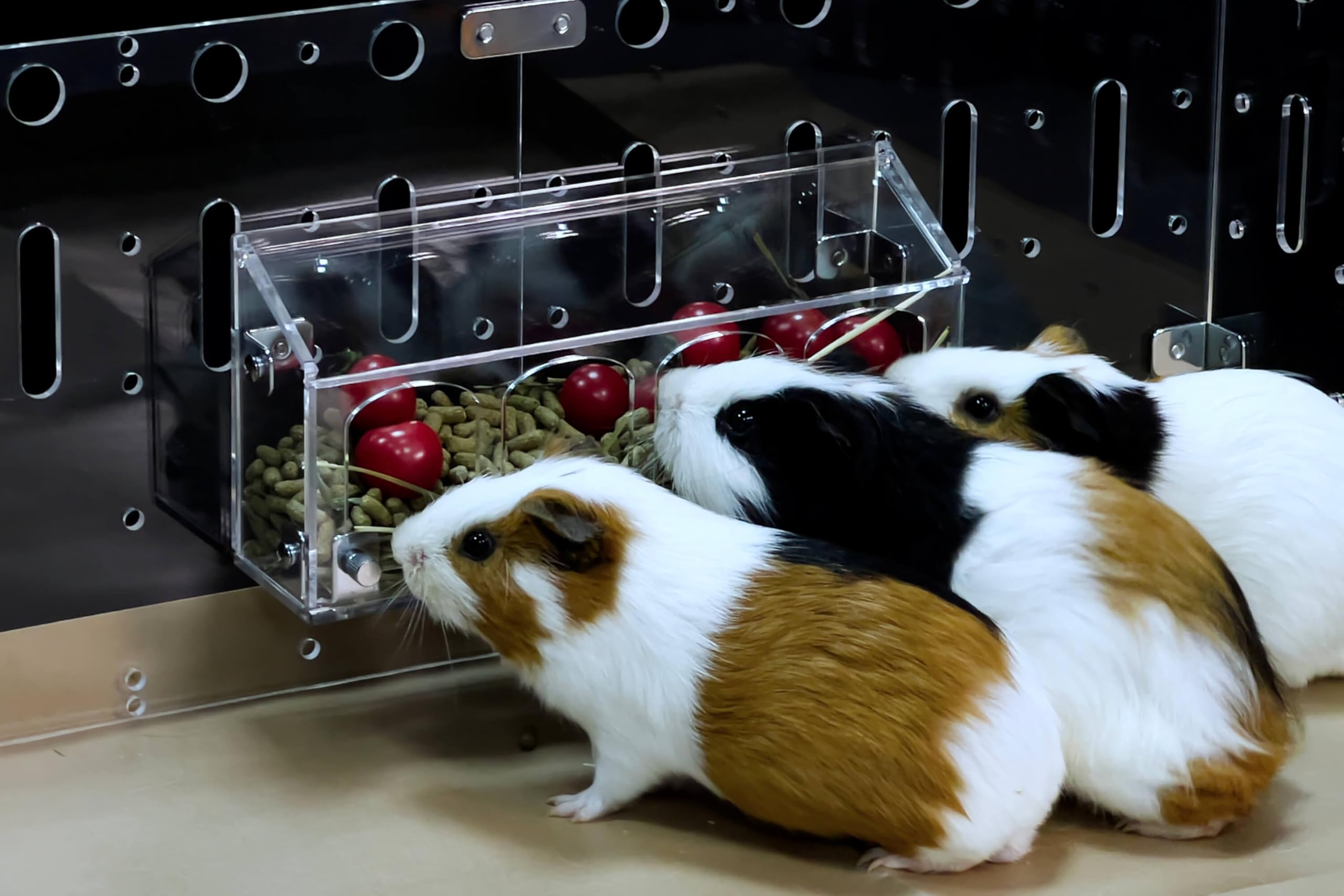 GuineaLoft™ Hop-Stop Harmony Feeder (Clear) - Patent-Pending Innovative Feeder Designed & Made by Seasoned Owners Who Tried Everything Out There - Guinea Loft Exclusive