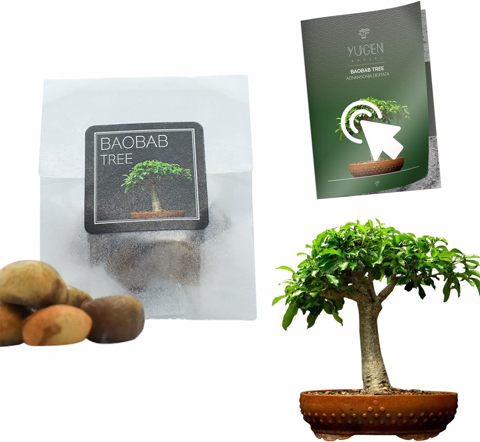 10 Baobab Tree Bonsai Seeds | Adansonia Digitata | Growing Guide | Grow Your Own Bonsai Tree | Bonsai Beginners and Enthusiasts