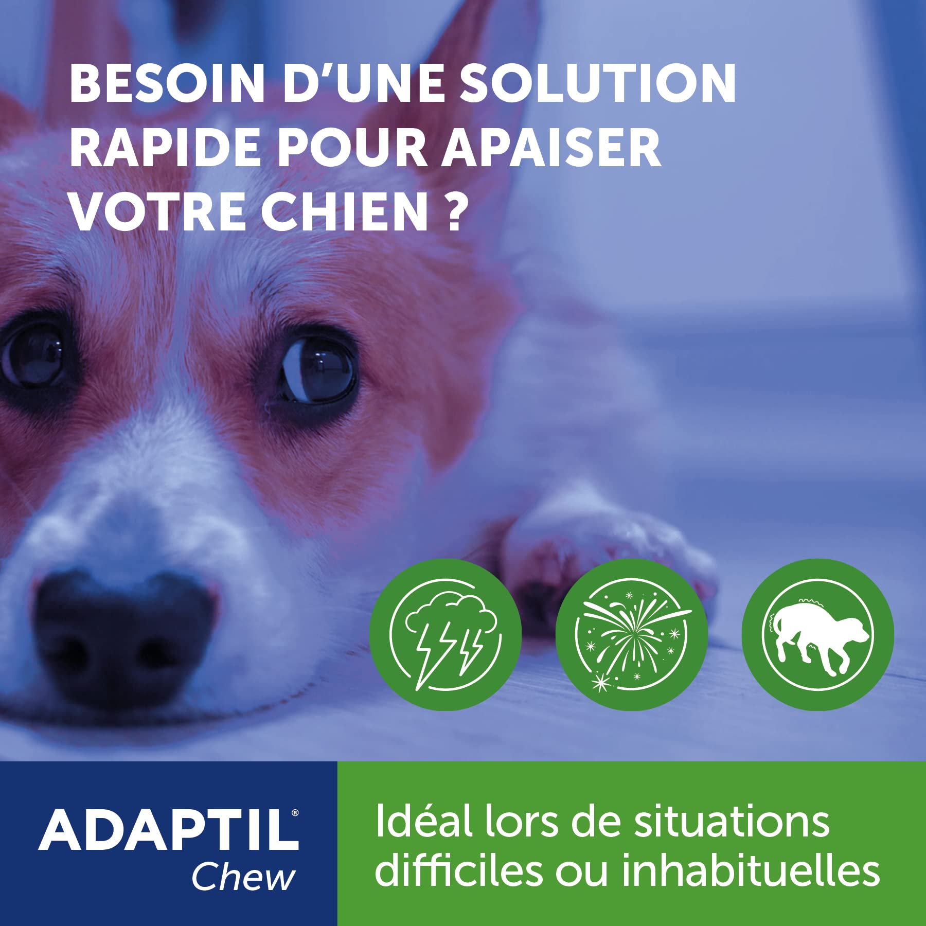 ADAPTIL Chew - Bouchées Anti-Stress pour Chiens – Action Rapide dès 30 Minutes - Ingrédients naturels – 30 bouchées délicieuses – sans Somnolence