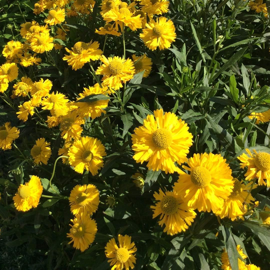Helenium bigelovii The Bishop - Sneezeweed