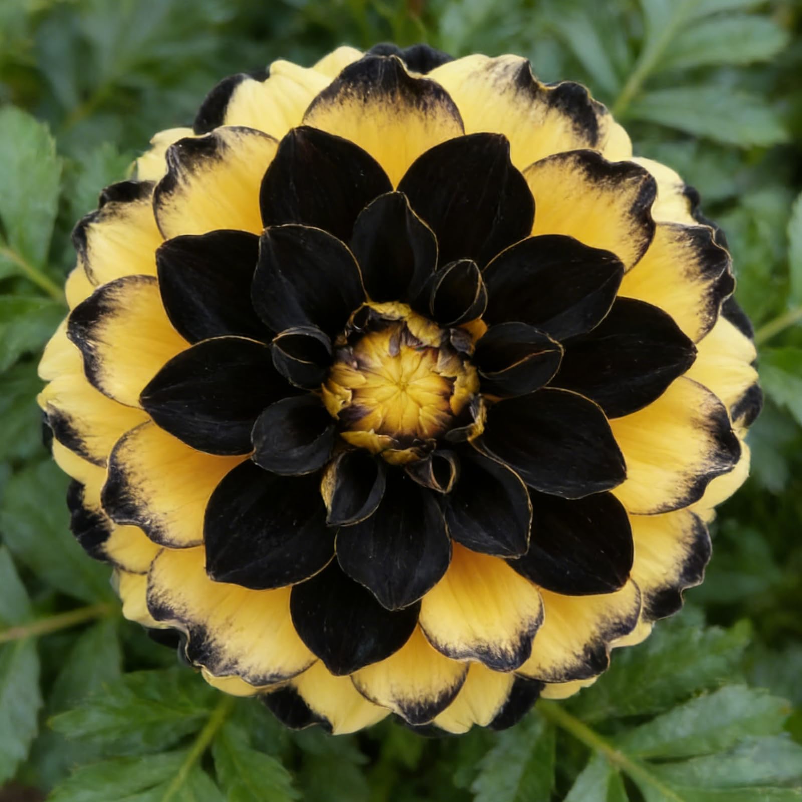 Perennial Dahlia Tubers/Dahlia Bulbs/Vibrant/Spring Summer Gardens Full Sun/Excellent Display Indoor Perennial Balcony Garden Bulbs-10 Bulbs-B