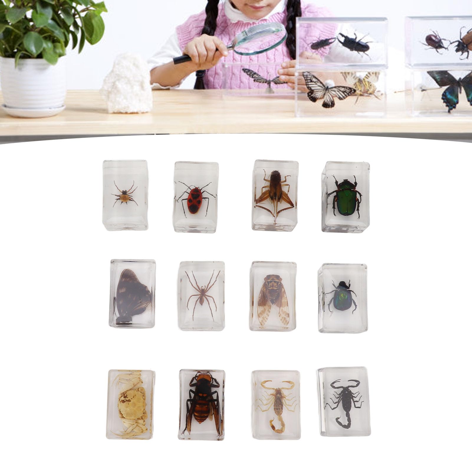 12 muestras de insectos reales de resina transparente para ciencia, educación, aula, muestras de insectos, decoración de mesa