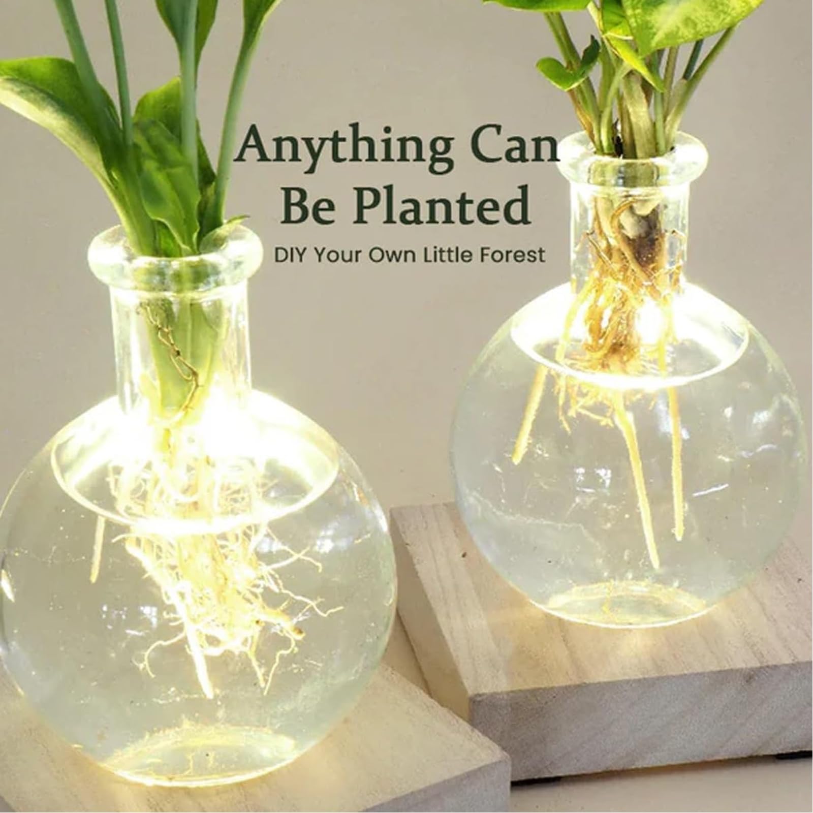Vases hydroponiques décoratifs en Verre mettant en Valeur la Croissance des Racines grâce à des illuminations et offrant des atmosphères de lumière à l ' intérieur