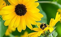 Review Image by Batman