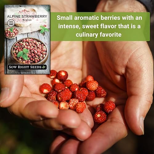 Miniatura 5 de Sow Right Seeds - Semillas de fresa Regina Alpine para plantar - Paquete de reliquia sin OMG con instrucciones para plantar y cultivar un huerto