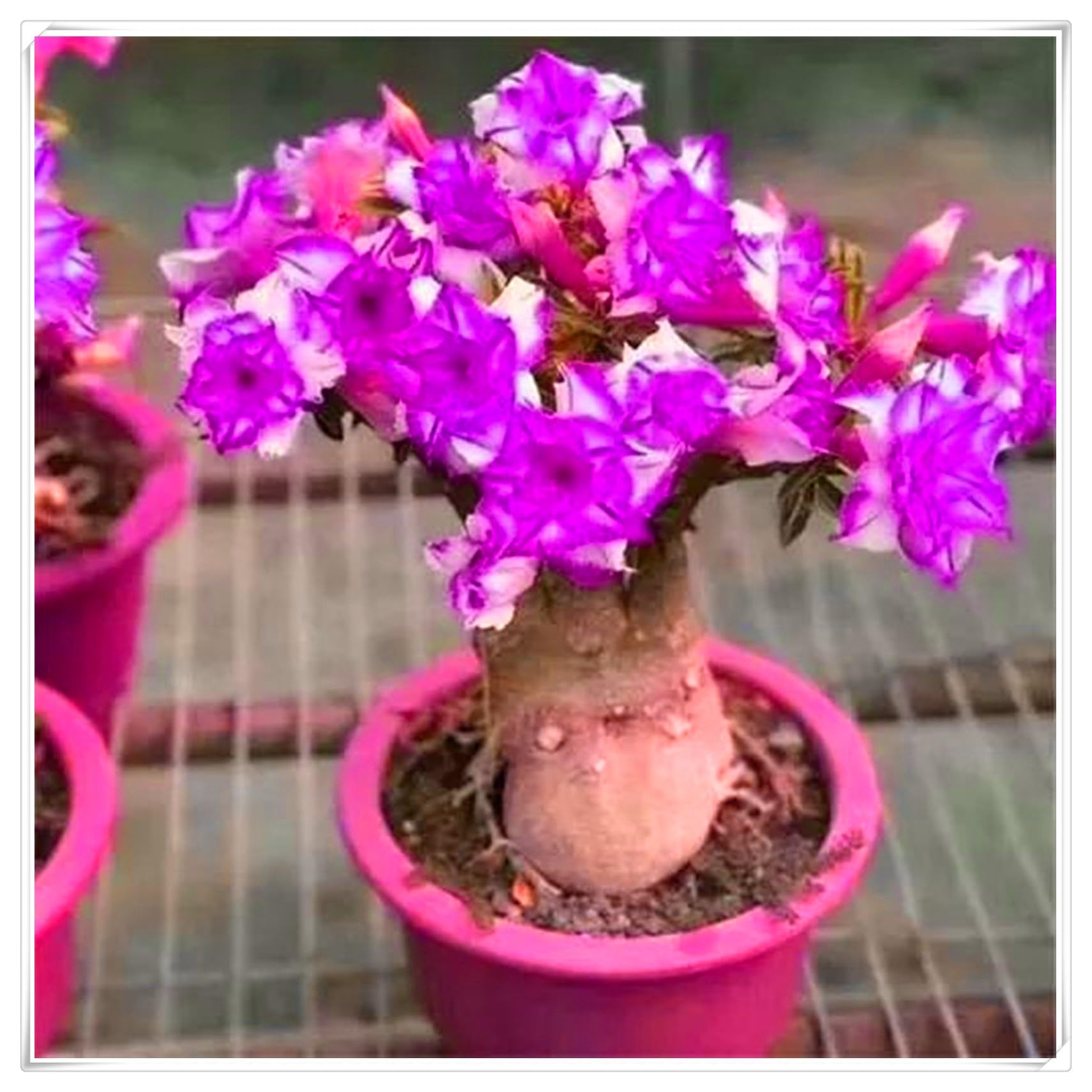 Flowering Rhizome,Excellent Display, Strong Desert Rose Roots,Desert Rose Bulbs,Easy to Plant, Wedding Flowers-4 Bulbs-C