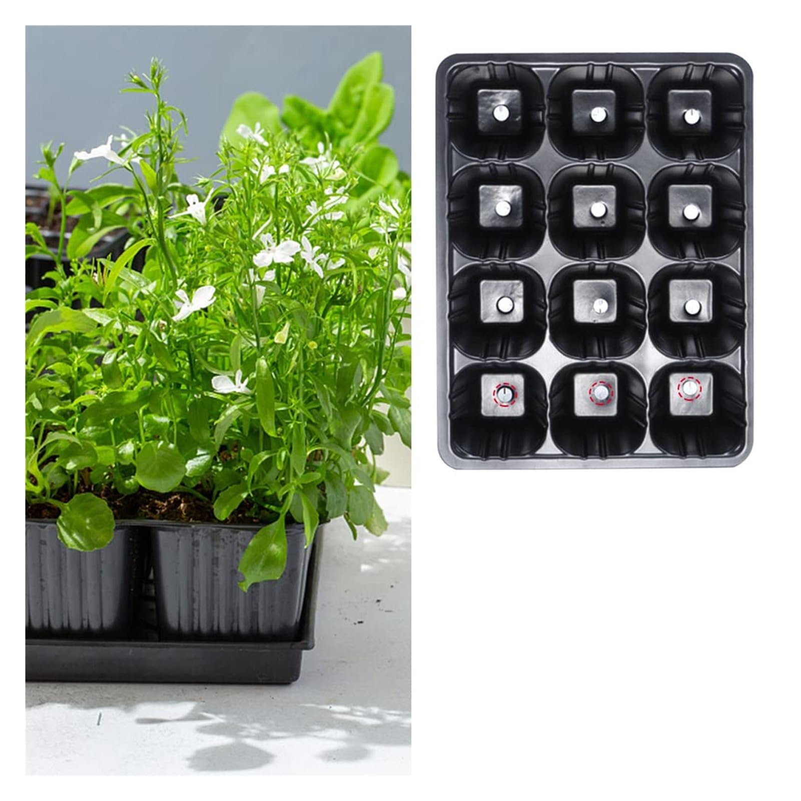 Bandejas for plántulas, 20 Unidades de 12 Celdas for germinación y propagación de Plantas, for hortalizas, Frutas y huertos. Bandejas de plástico for viveros.